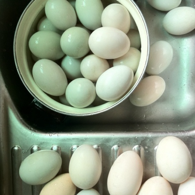 醃製鴨蛋