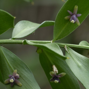 Ruscus aculeatus