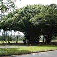 孟加拉榕樹