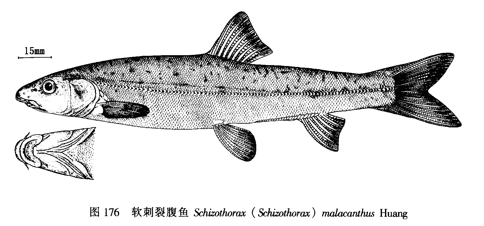 圖1.軟刺裂腹魚