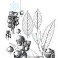 厚葉柯 厚葉柯