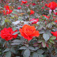 紅帽月季 紅帽月季
