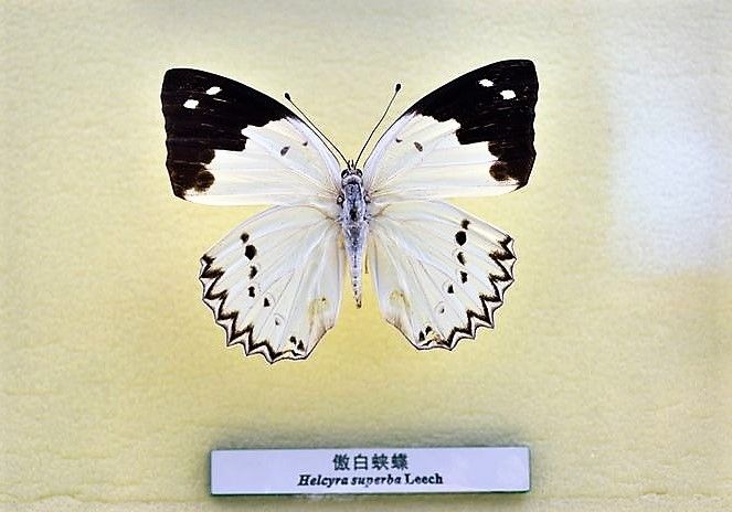 白蛺蝶 白蛺蝶