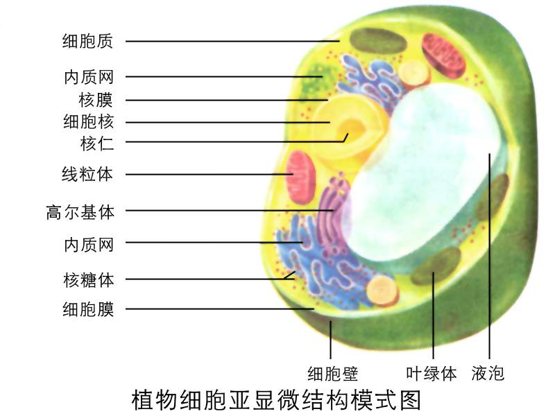 細胞結構