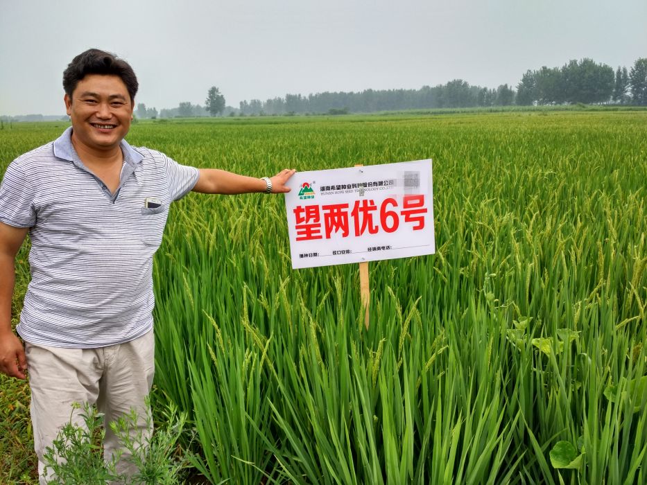 望兩優6號 望兩優6號