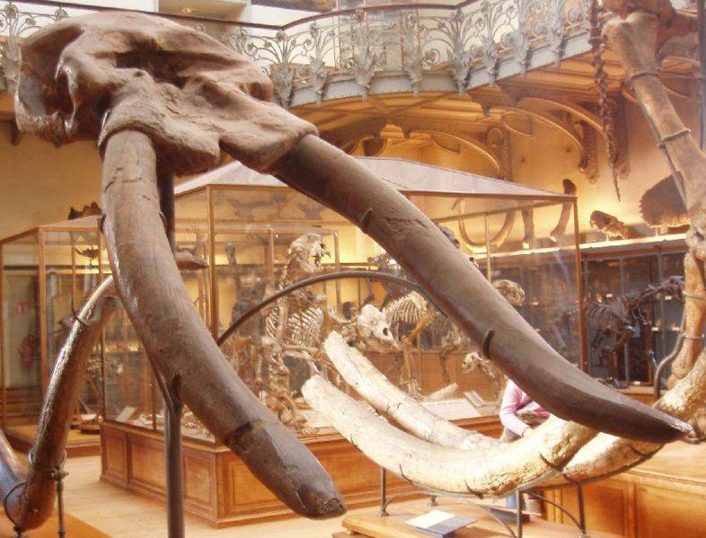 居維葉象頭骨化石