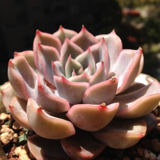 菲奧娜(景天科擬石蓮屬多肉植物) 菲奧娜(景天科擬石蓮屬多肉植物)