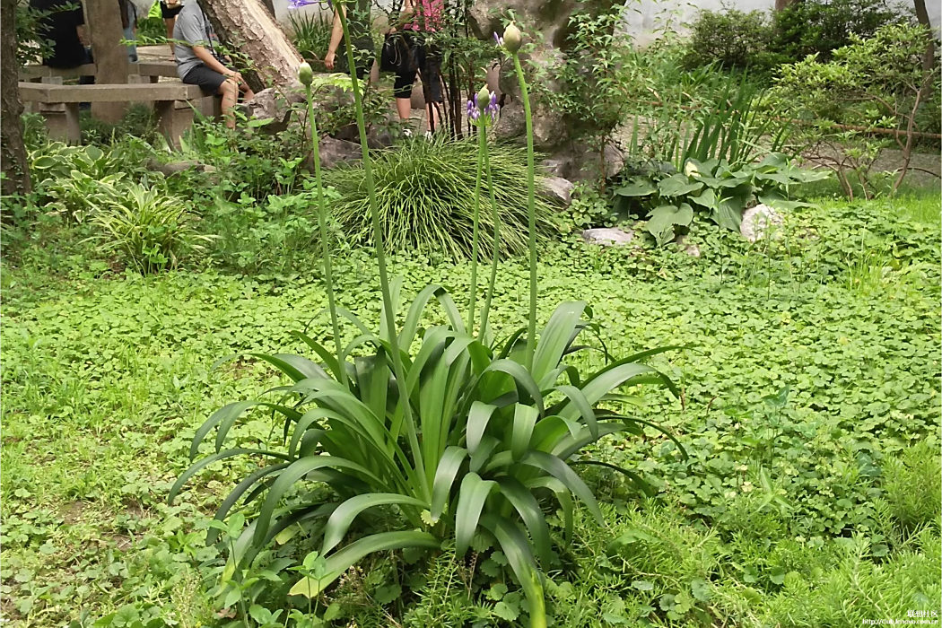 亭閣草屬 亭閣草屬