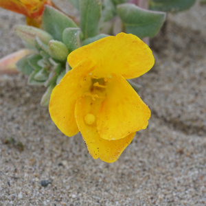 Camissoniopsis cheiranthifolia