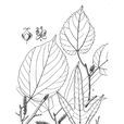 荔波桑 荔波桑