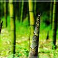 吃春 吃春
