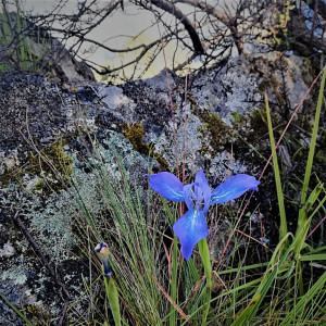 Mastigostyla herrerae
