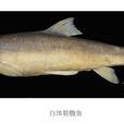白體裂腹魚 白體裂腹魚