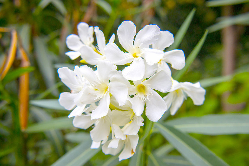 YN白花-022 YN白花-022