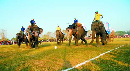 尼泊爾大象節