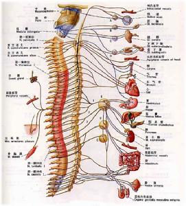神經系統圖