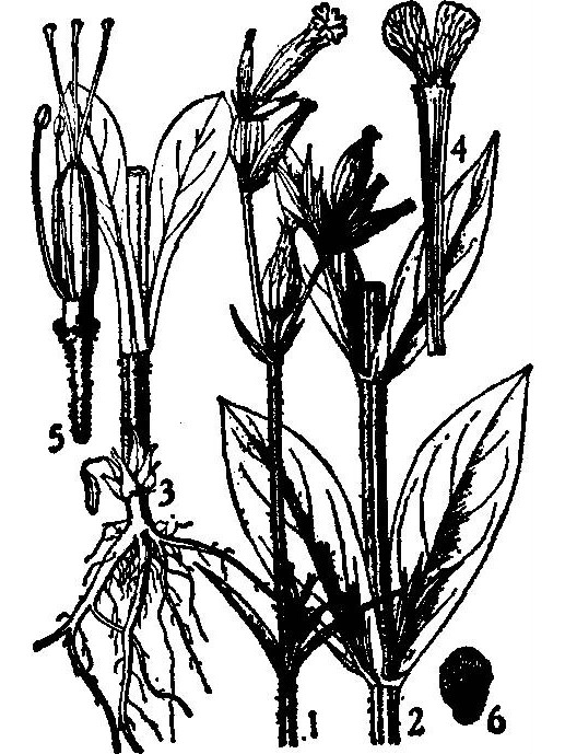 夜花蠅子草 夜花蠅子草