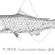 呂氏眶燈魚 呂氏眶燈魚