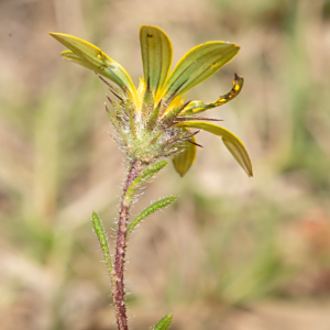 Gorteria piloselloides