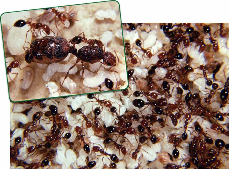 紅火蟻(火蟻)