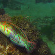 頸帶海豬魚