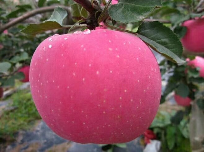 馬蘭紅蘋果