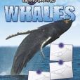 Whales(Thompson, Gare著圖書) Whales(Thompson, Gare著圖書)