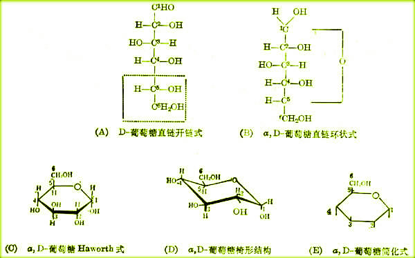 葡萄糖(C6H12O6（葡萄糖）)