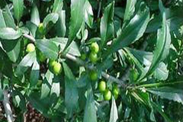 Ilex decidua \x27Council Fire\x27