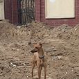 格力犬(靈緹)