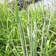 茅茅針 茅茅針