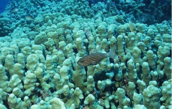 三亞珊瑚礁自然保護區