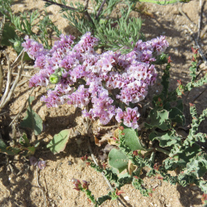 Limonium mucronatum