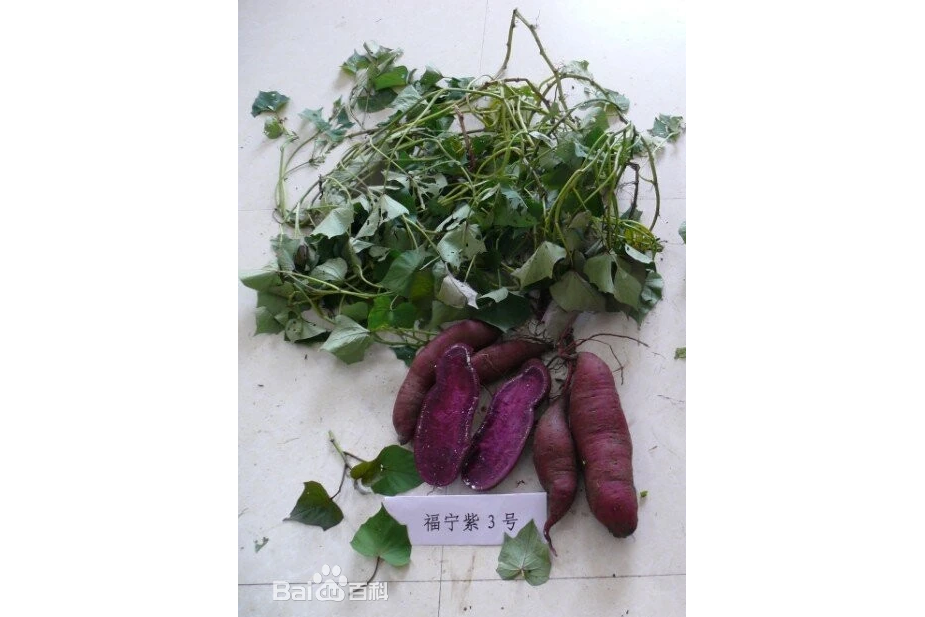 福寧紫3號 福寧紫3號
