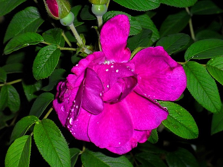 紫枝玫瑰&amp;amp