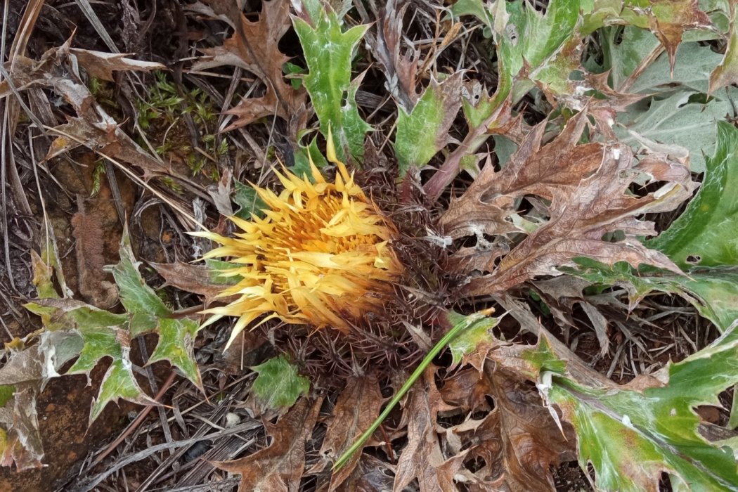 Carlina acanthifolia Carlina acanthifolia