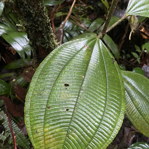 Miconia magnifolia