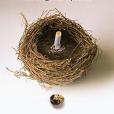 The Origin of Species(2010年Other Press (NY)出版的圖書) The Origin of Species(2010年Other Press (NY)出版的圖書)