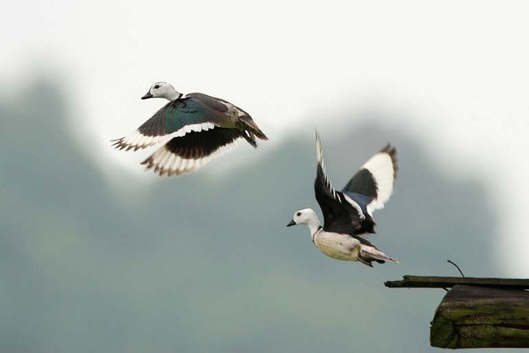 蘋果島 蘋果島
