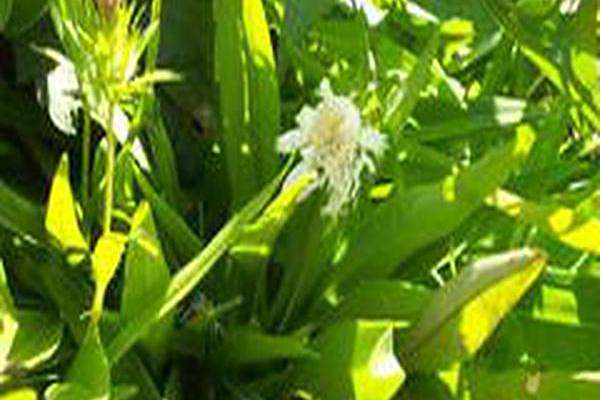 Stokesia laevis \x27Alba\x27 Stokesia laevis \x27Alba\x27