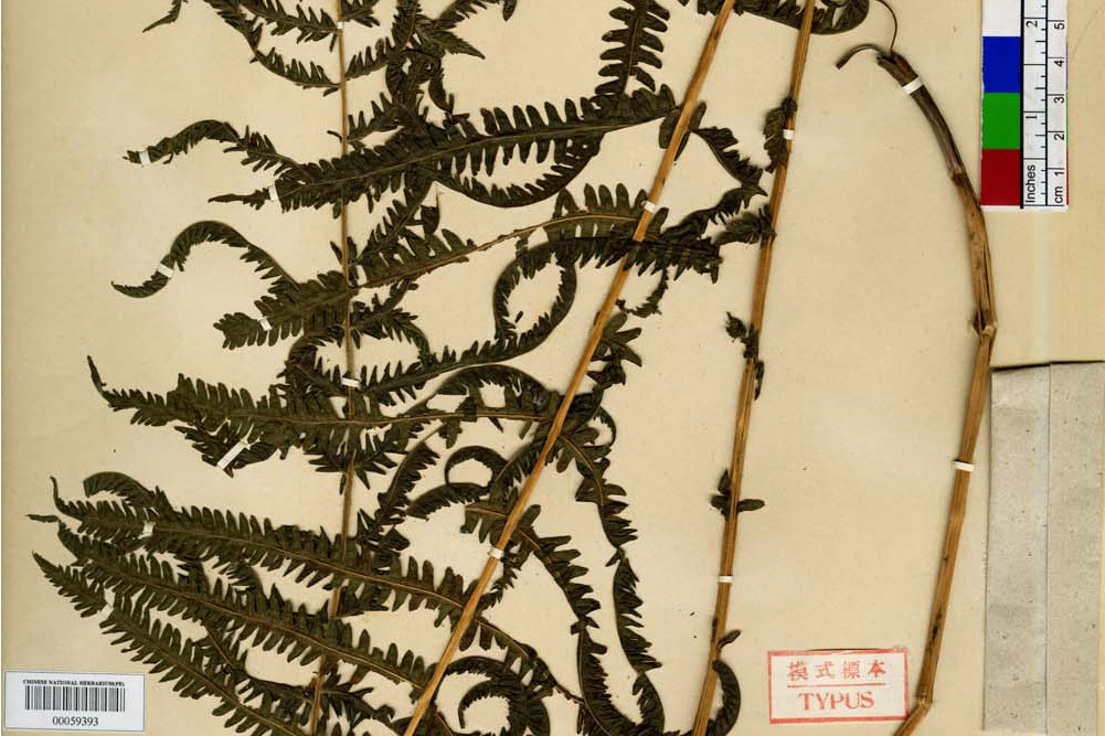 禾稈假毛蕨 禾稈假毛蕨