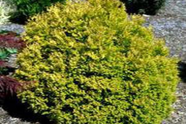 Thuja occidentalis \x27Rheingold\x27