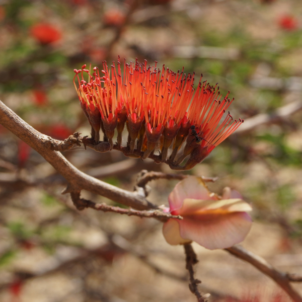 Combretum purpureiflorum