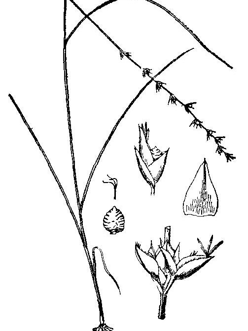 纖稈珍珠茅 纖稈珍珠茅