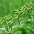 金平膜葉刺蕊草(金平變種) 金平膜葉刺蕊草(金平變種)