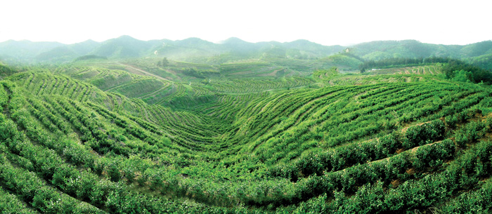 河南藍天生態茶業旅遊股份有限公司