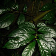 變黃樓梯草 變黃樓梯草