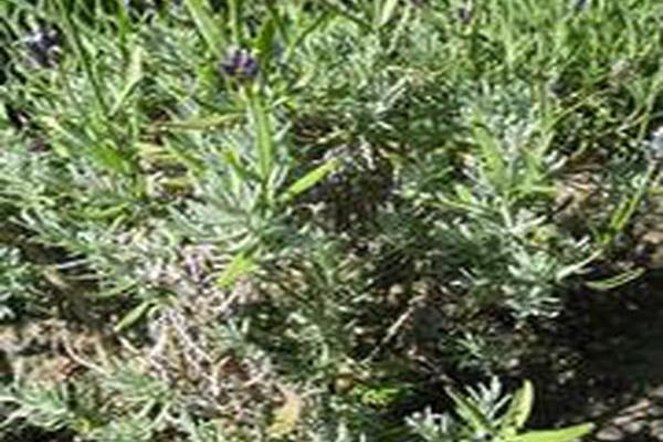 Lavandula × intermedia \x27Provence\x27 Lavandula × intermedia \x27Provence\x27