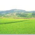 大坌坑遺址 大坌坑遺址