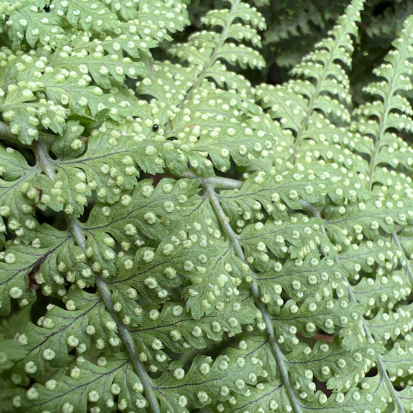 Dryopteris glabra